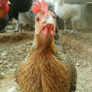 Meet your Posher, Cynthia